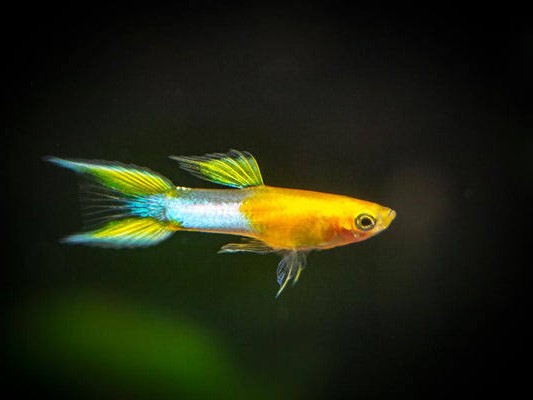 Japanese blue gold double sword tail endler